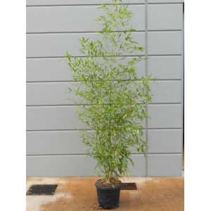 GROW by OBI Bambus złoty (Phyllostachys) w doniczce, ok. 26 cm Ø, jako zimozielony ekran prywatności.