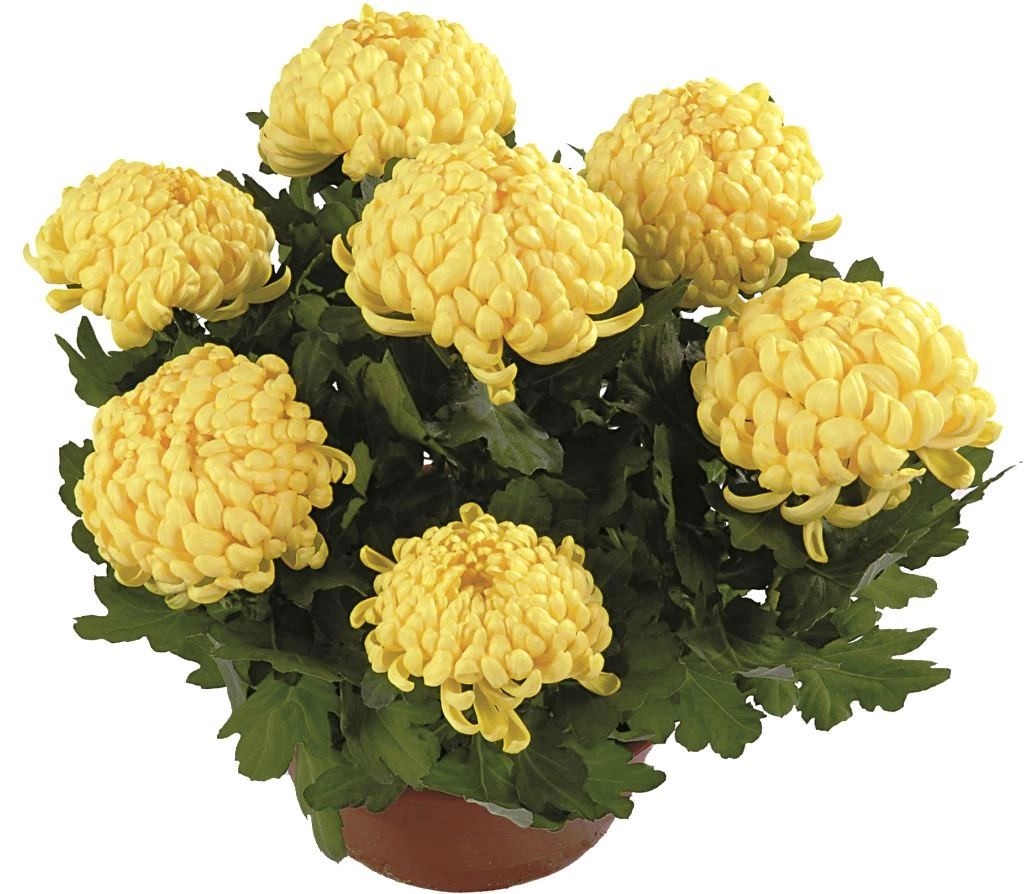 ARABIA エステリ \"Chrysanthemum leucanthemum\" Oxeye Daisy » Buy organic seeds online / Perennial flowers