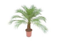 Daktylowiec karłowaty (Phoenix roebelenii)