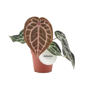 Anturium Pink Blush (Anthurium Pink Blush) don. 12 cm