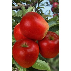 Czerwone jabłka t.b.t. na drzewie, kategoria: Jabłonie.