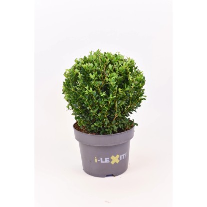 Ostrokrzew bukszpanowy zielony kula - don. 25 cm