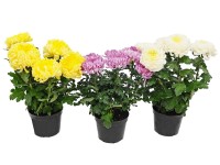 Chryzantema (Chrysanthemum) wielkokwiatowa 3-4 kwiaty - don. 15 cm