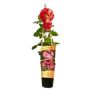 Czerwona róża rabatowa w doniczce z dwoma kwiatami i zielonymi liśćmi.