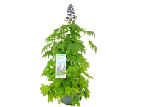 Ostróżka (Delphinium) - don. 19 cm