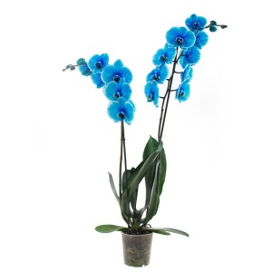 Niebieski storczyk w doniczce. Dekoracyjna roślina doniczkowa z jaskrawymi kwiatami.