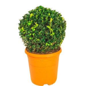 Bukszpan kulisty w doniczce, zielone liście. Idealny do ogrodu i na taras.