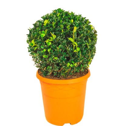 Bukszpan wieczniezielony kula śr. 20cm (Buxus sempervirens)
