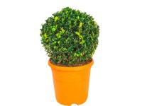 Bukszpan wieczniezielony kula śr. 20cm (Buxus sempervirens)