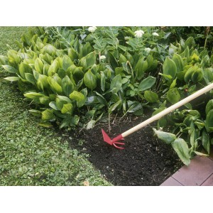 Podwójna motyka z drewnianym trzonkiem używana do spulchniania gleby w ogrodzie.