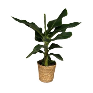 Roślina w koszu ozdobnym mix don. 21 cm