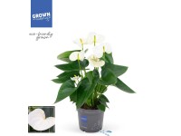 Anturium - Anthurium White 5 kwiatów wys. 35cm