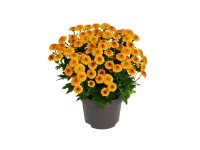 Chryzantema (Chrysanthemum sp.) Yellyfish don. 12 cm
