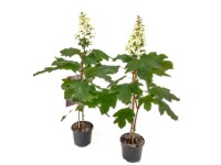 Hortensja dębolistna (Hydrangea Quercifolia) don. 19 cm
