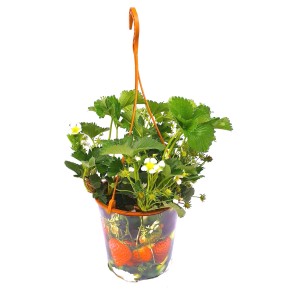 Wisząca sadzonka truskawki z zielonymi liśćmi i białymi kwiatami w doniczce.