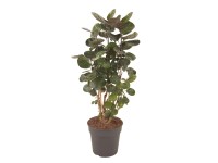 Polyscias scutellaria 'Fabian' wys. 90cm don. 24cm