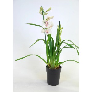 Kwitnąca orchidea Cymbidium z białymi kwiatami i zielonymi liśćmi w czarnej doniczce.
