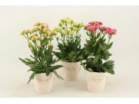 Żyworódka (Kalanchoe Sunny) - don. 14 cm