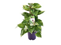 Scindapsus Epipremnum wys. 50cm