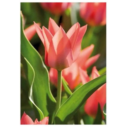 Tulipan Botaniczny Toronto 7 szt. różowy