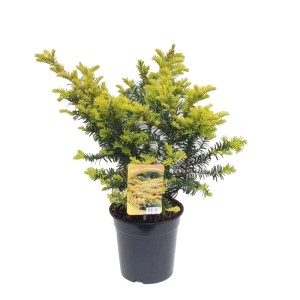 Cis (Taxus) mix don. 19 cm