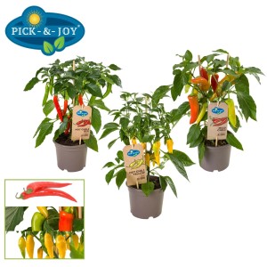 Trzy rośliny chili w doniczce: czerwone, żółte i łagodne chili. Warzywa.