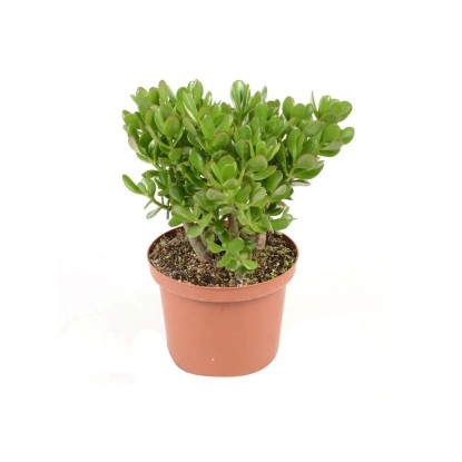 Grubosz (Crassula) argenthea - don. 23 cm