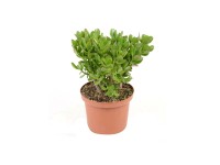 Grubosz (Crassula) argenthea - don. 23 cm