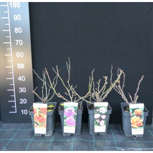 Różne róże rabatowe w doniczkach, jeszcze bez liści.