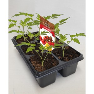 Młode rośliny t.b.t. w doniczce rozsadowej. Idealne do uprawy warzyw w ogrodzie.