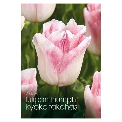 Tulipan (Kyoko Takahashi) - 7 szt.
