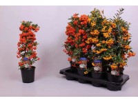 Ognik szkarłatny (Pyracantha) mix - don. 14 cm