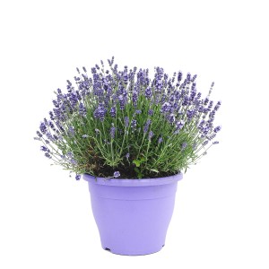Kwitnąca lawenda w fioletowej doniczce do użytku wewnątrz i na zewnątrz.