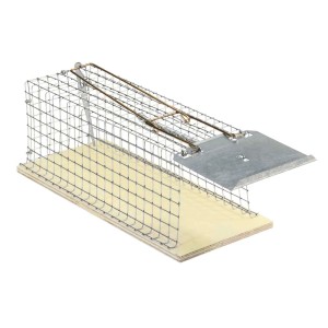 Klatka na szczury: Żywołapka z drutu i drewna, solidna i łatwa w użyciu.
