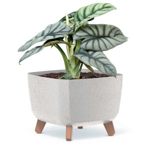 Kwadratowa, jasna doniczka na nóżkach z rośliną.