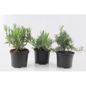 Zestaw trzech ziół w doniczkach: Różne odmiany z kategorii ziół kulinarnych.