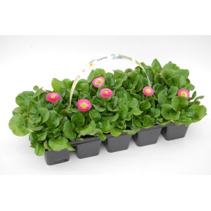 t.b.t. w tacy z różowymi kwiatami, kategoria: Rośliny cebulkowe i bulwiaste.