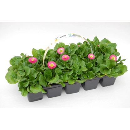 Stokrotka (Bellis) -  10 szt.