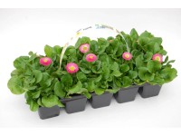 Stokrotka (Bellis) -  10 szt.