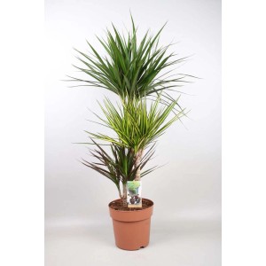 Dracena w doniczce, roślina doniczkowa z zielonymi i żółtymi liśćmi.
