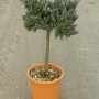 Ukształtowany cyprysowiec Leylanda Gold Rider OBI w doniczce, wys. ok. 80 cm. Zimozielone drzewo iglaste do ogrodu i doniczki.