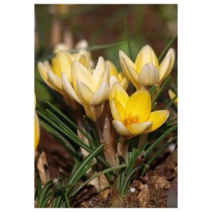 Żółte krokusy jako wiosenne kwiaty, idealne na rabaty i do ogrodów.