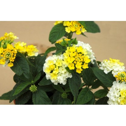 Lantana don.10 cm