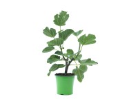 Figowiec krzew - don. 3 l