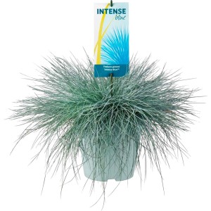 Niebieska trawa ozdobna 'Intense Blue' w doniczce, dekoracyjna, zimozielona roślina doniczkowa.