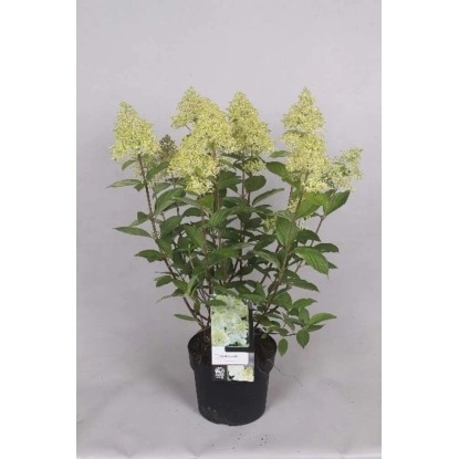 Hortensja (Hydrangea Paniculata) - don. 19 cm