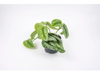 Scindapsus Trebie wys. 15-18cm don. 12cm