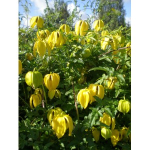 Zbliżenie na żółto kwitnący powojnik (Clematis).