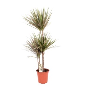 Dracena (Dracena) w doniczce, roślina doniczkowa o smukłych, zielonych liściach z czerwonymi brzegami.