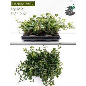 Zielony bluszcz (Hedera helix) Mix w doniczce 6 cm, roślina doniczkowa.